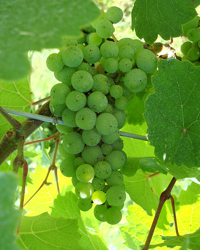 riesling-grapes 放大